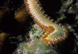 Bearded fireworm. Graham's Harbor, San Salvador. by Derek Zelmer 
